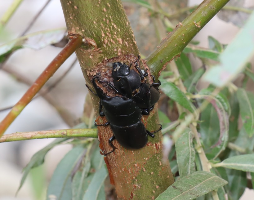 妙高高原・関川 河原のヤナギ林 コクワガタのペア 2021年8月25日13時30分頃 気温32度